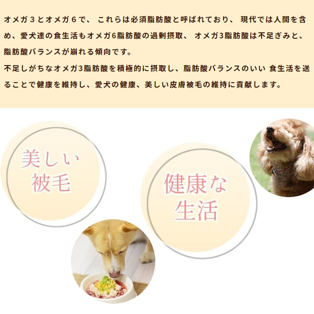 ǤϤ۸ǭ ñ꿩Υå / ñȺ