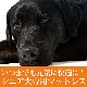 Ϸ���ѡ��ڥåȥ����ޥå�NEO��SS��������|���˥������ֲ����ӥ�