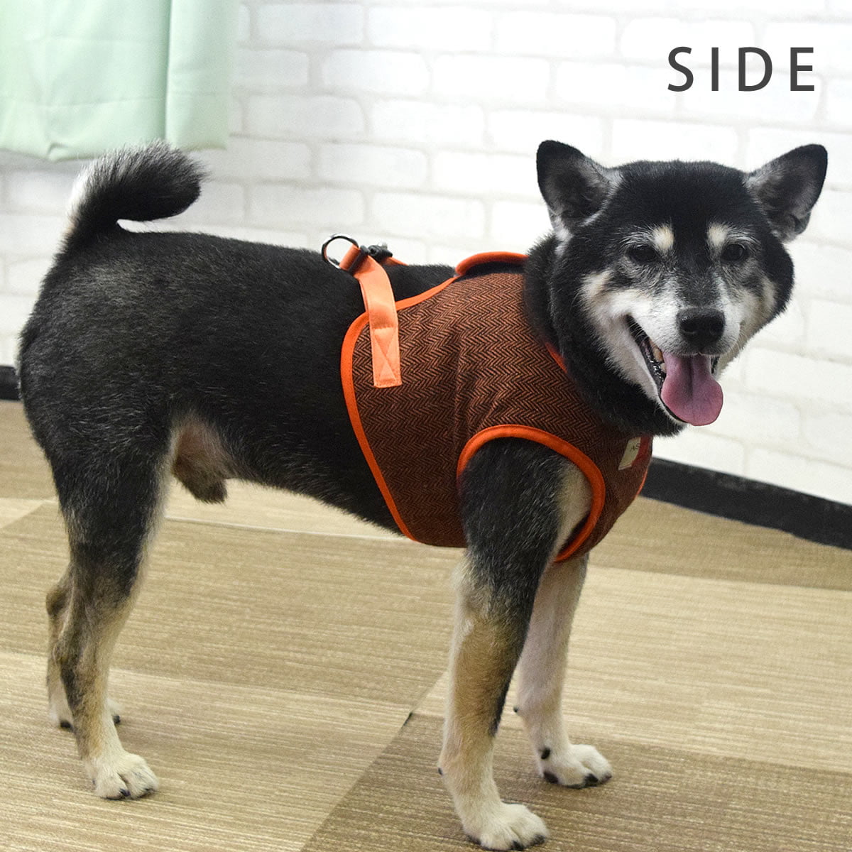 ASHUϡͥ ⡼ LL(淿)ڥ꡼ɤ