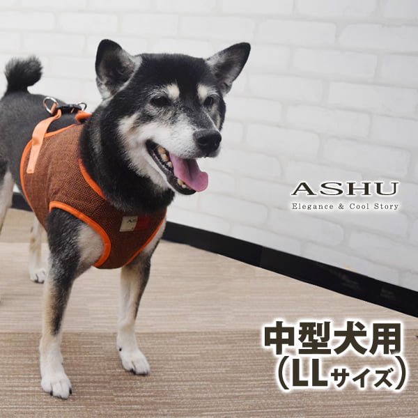 ASHUϡͥ ⡼ LL(淿)ڥ꡼ɤ