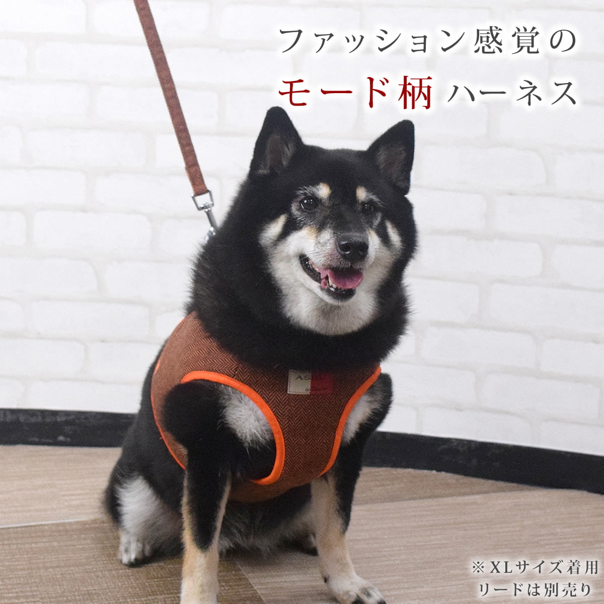 犬バカ店長★ ゆたか先輩が店長に 菊丸よりありがとう | JOSO WAN ZERO 活動報告