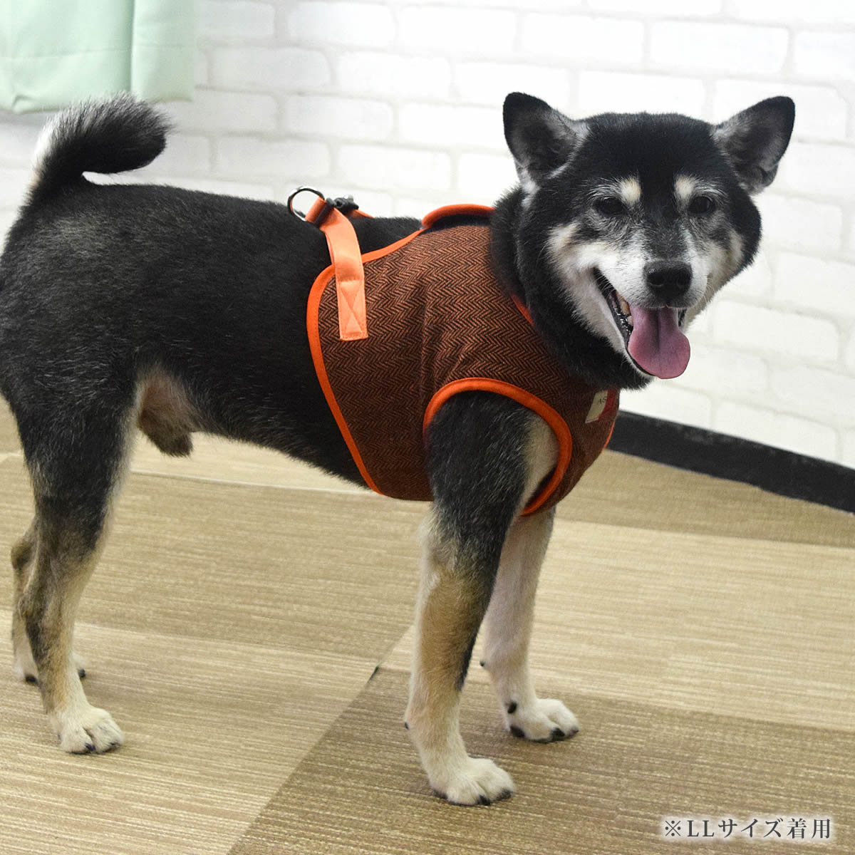 ASHUϡͥ ⡼ XL(淿)ڥ꡼ɤ