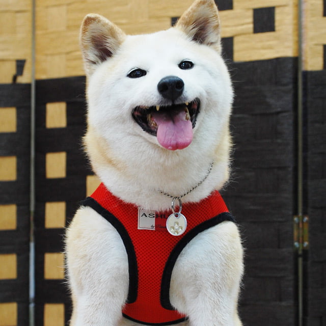 ѥϡͥ꡼ɥåȡASHUϡͥ å꡼ɥåȡL 淿