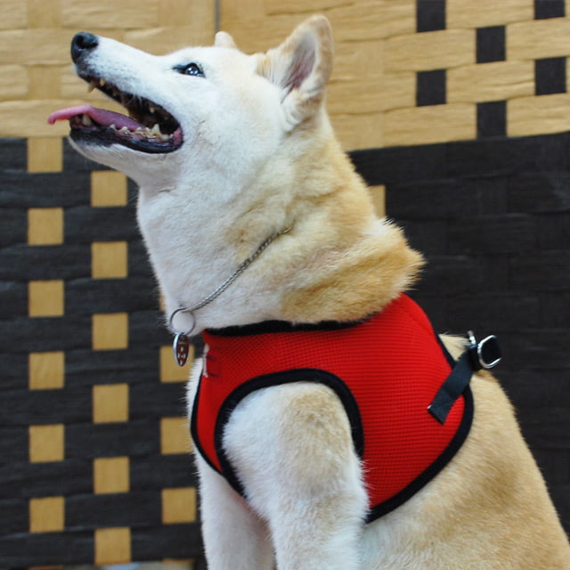 ѥϡͥ꡼ɥåȡASHUϡͥ å꡼ɥåȡL 淿