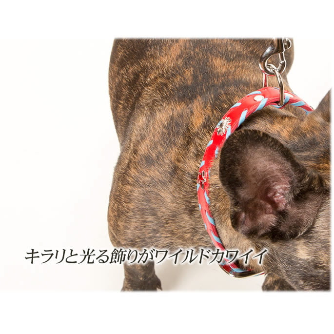 �緿���Ѽ��ء�ASHU�������ɥ롼�ץ쥶�����顼����������