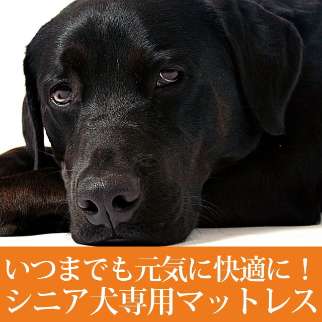 Ϸ���ѡ��ڥåȥ����ޥå�NEO��M��������|���˥������ֲ����ӥ�