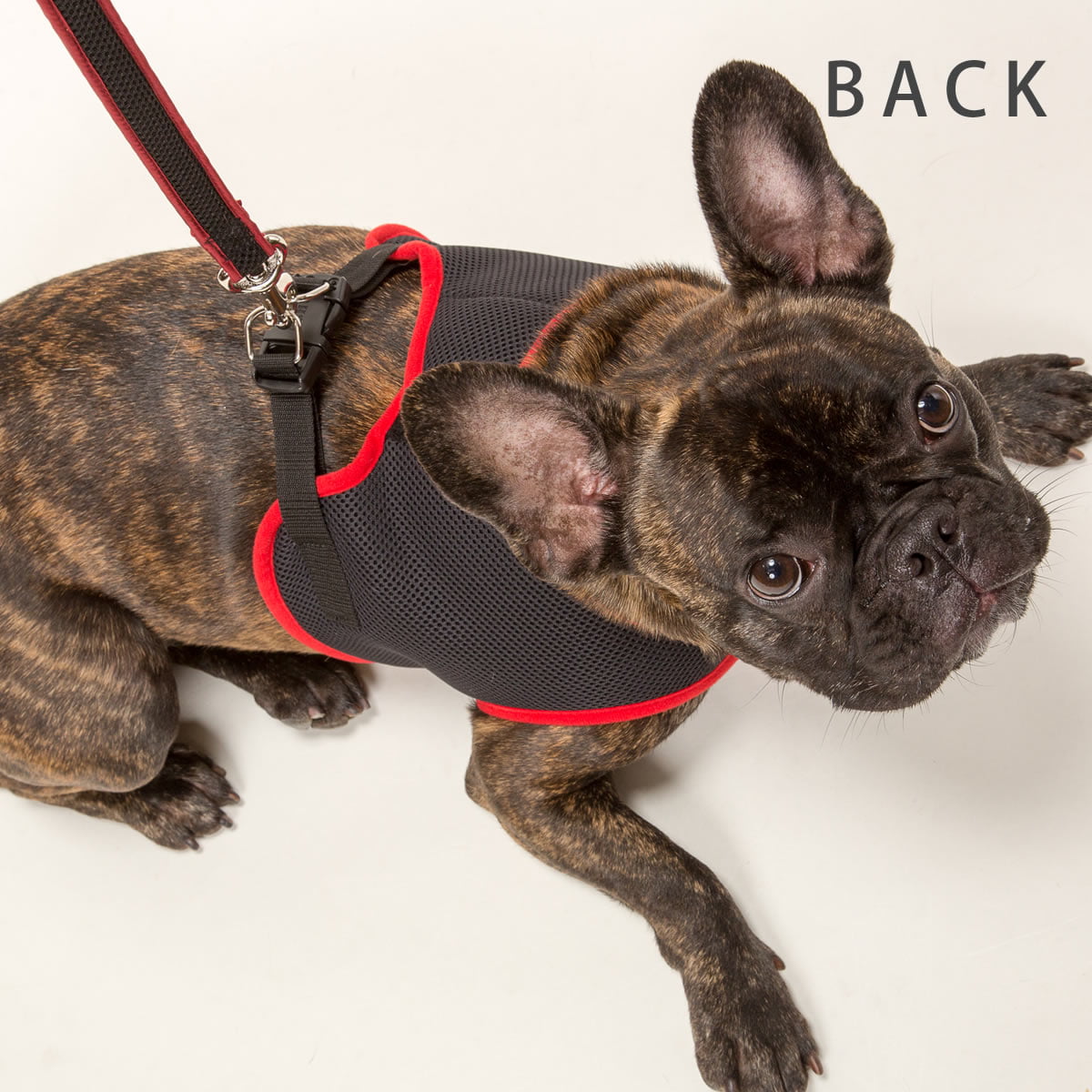 ѥϡͥ꡼ɥåȡASHUϡͥ å꡼ɥåȡXL淿