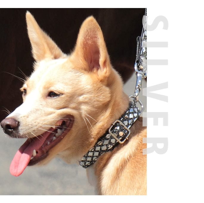 中型犬用首輪｜ASHU リッチダイヤ G&Sカラー Mサイズ｜ドッグフードの
