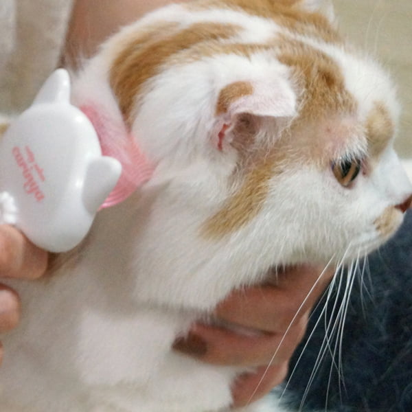 �ˤ��餫������