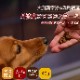 �����Ѱ�ǭ�Ѥ���ġ���ð�ȼ������������ơ��� 40g