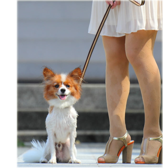 ѥ꡼ɡASHUȥꥳ롡꡼ɡS