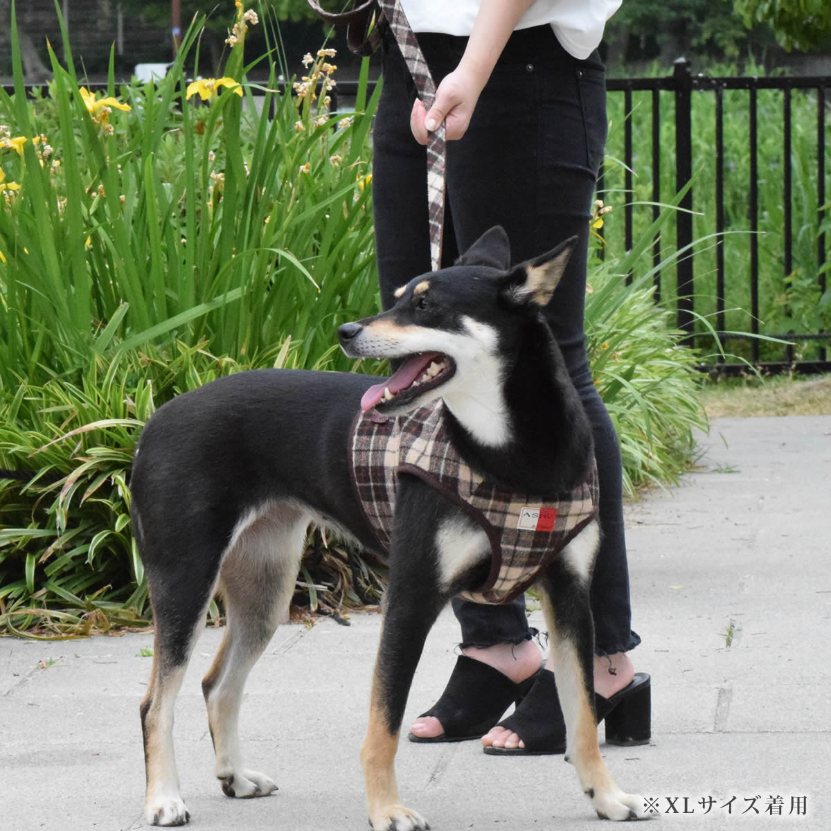 ASHUϡͥ åå L(淿)̵ʤ꼡轪λ