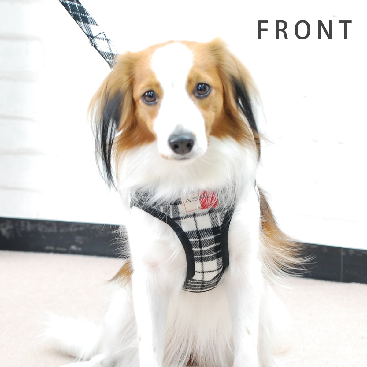 ASHUϡͥ åå L(淿)̵ʤ꼡轪λ