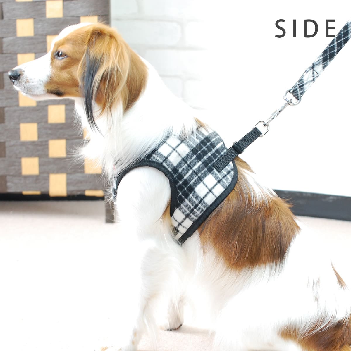 ASHUϡͥ åå L(淿)̵ʤ꼡轪λ