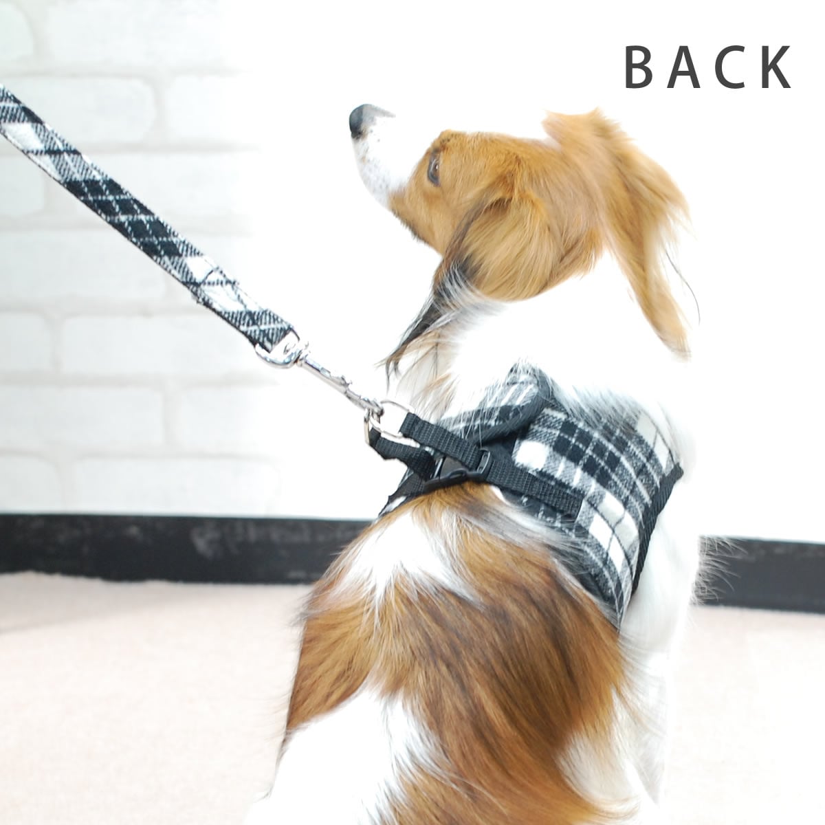 ASHUϡͥ åå L(淿)̵ʤ꼡轪λ