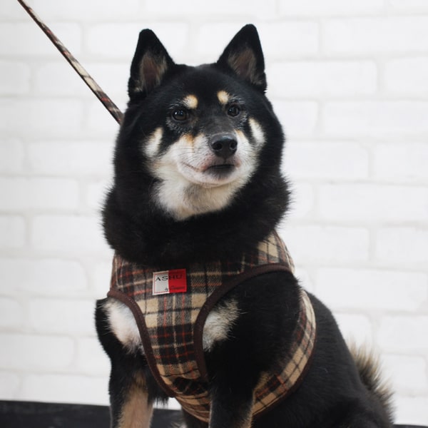 ASHUϡͥ åå L(淿)̵ʤ꼡轪λ