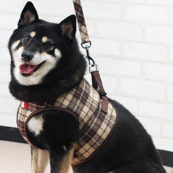 ASHUϡͥ åå L(淿)̵ʤ꼡轪λ