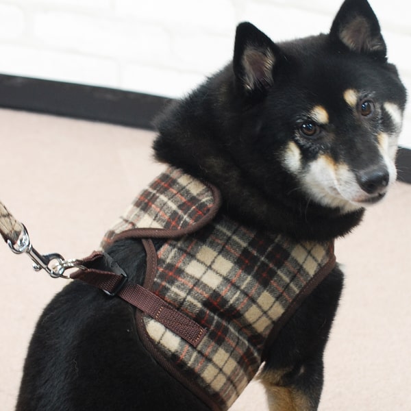 ASHUϡͥ åå L(淿)̵ʤ꼡轪λ