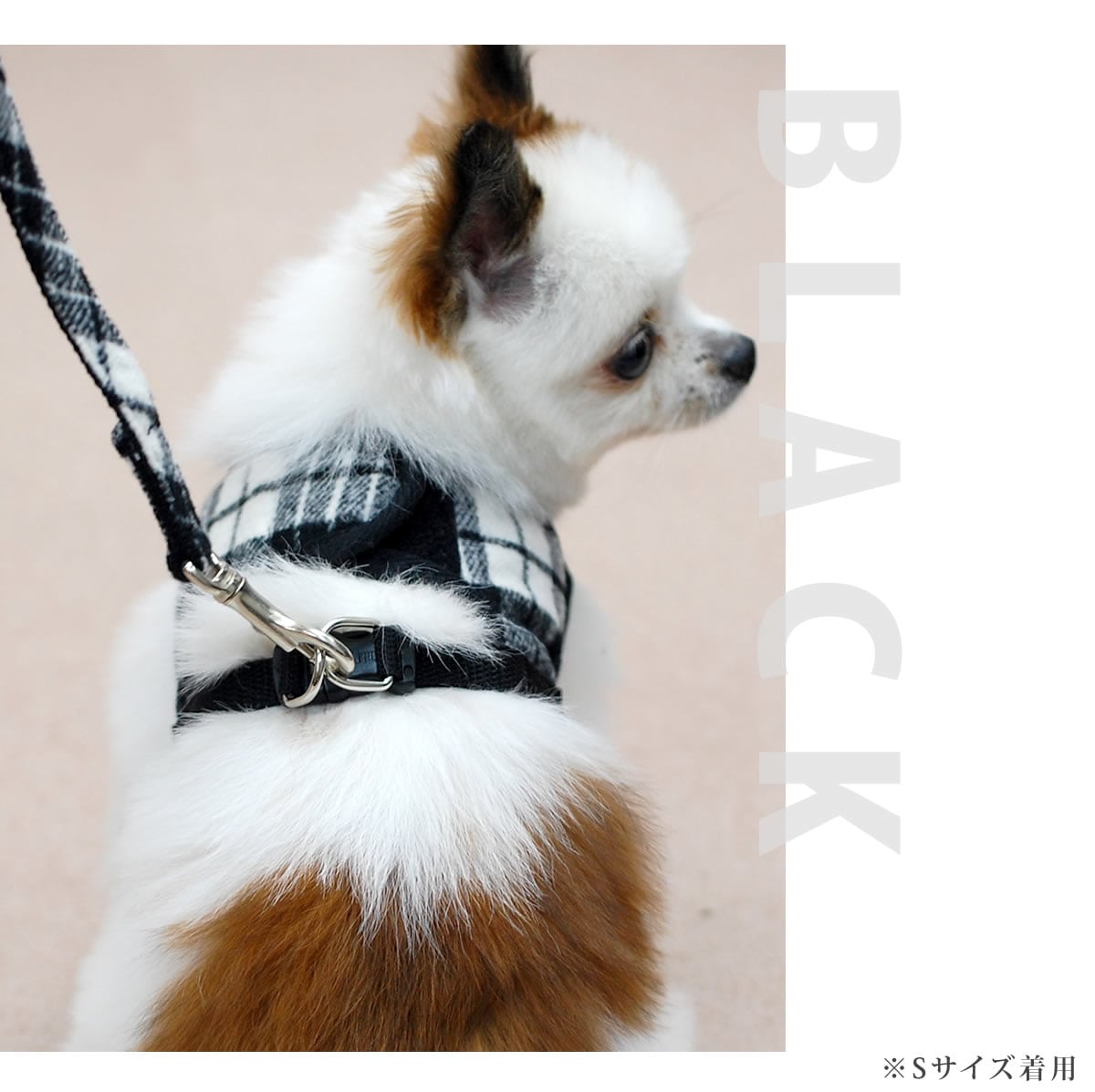 ASHUϡͥ åå L(淿)̵ʤ꼡轪λ