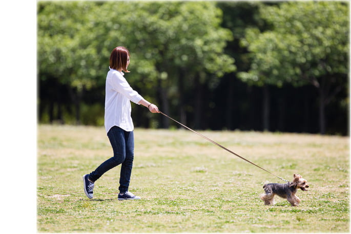 �������淿���ѥ꡼�ɡ�ASHU���ȥꥳ�����롡���󥰥꡼��