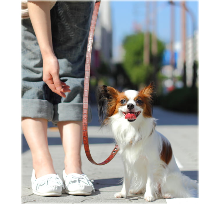 ѥ꡼ɡASHU֥Хå롡[꡼]