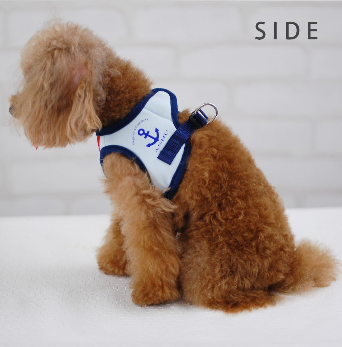 ���ѥϡ��ͥ���Ķ��������ASHU��������󥰥������ϡ��ͥ���SS�������ڥ꡼�ɤ�������