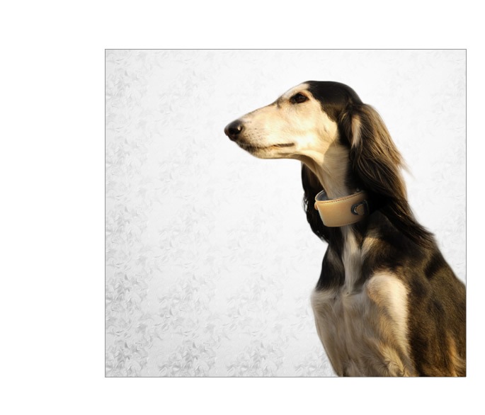 緿ѥ꡼ɡASHU֥Хå롡[꡼]M