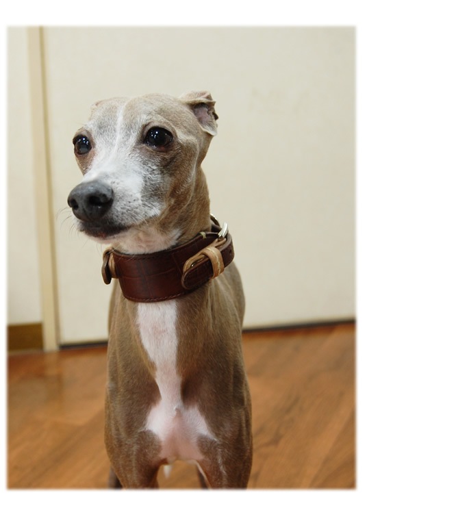 緿ѥ꡼ɡASHU֥Хå롡[꡼]M