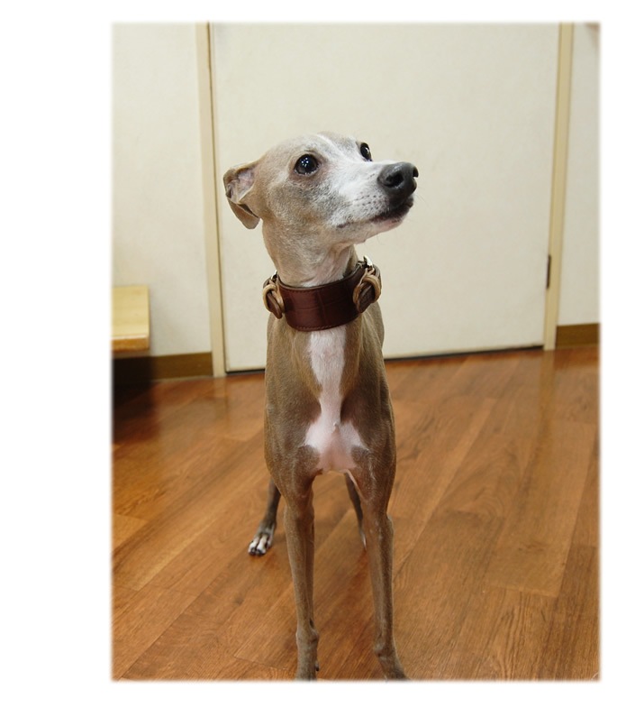 緿ѥ꡼ɡASHU֥Хå롡[꡼]M