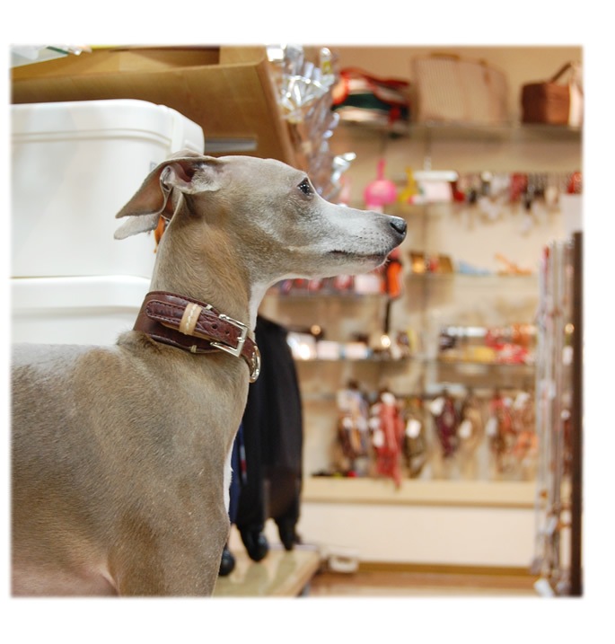 緿ѥ꡼ɡASHU֥Хå롡[꡼]M