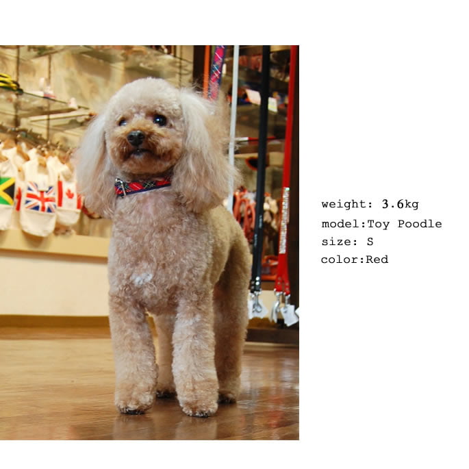 �������Ѽ��ء�ASHU���ȥ�åɡ����顼��S��������GR