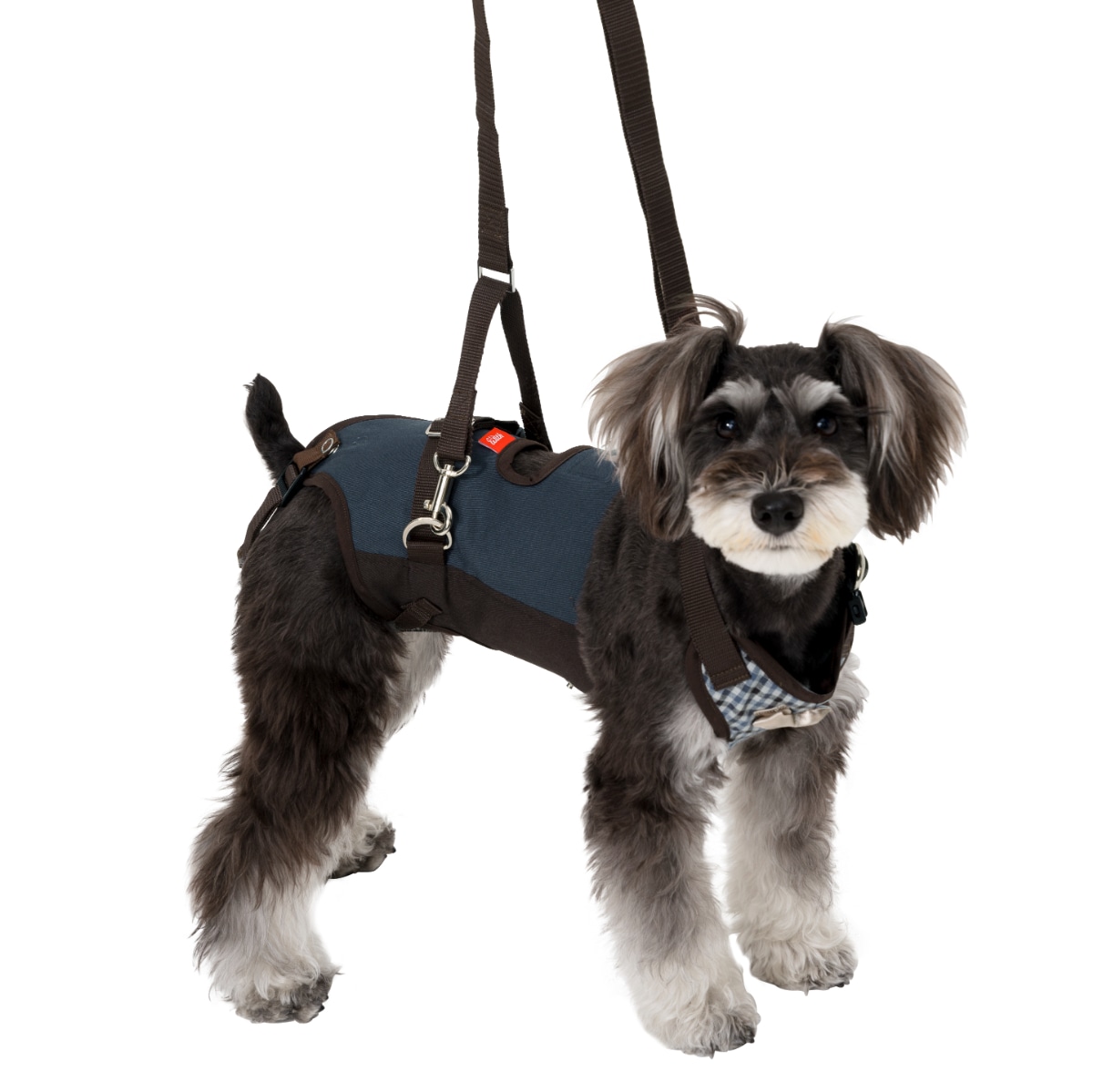 犬用歩行補助ハーネス LaLaWalk 小型犬用 スクール