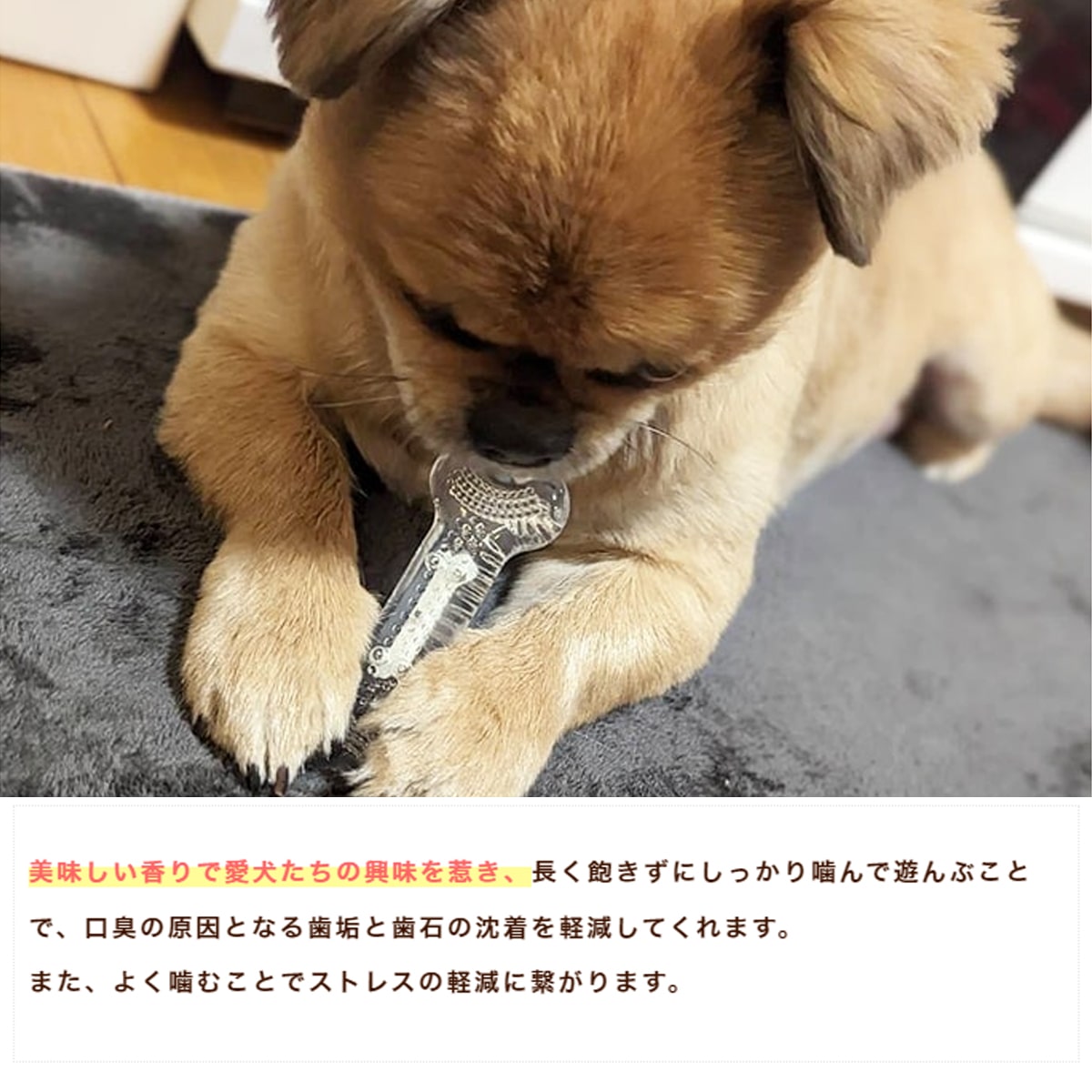 らてぷち 特別限定価格 犬のおもちゃ帝塚山ハウンドカム