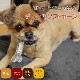 ���ѥǥ󥿥뤪����㡡�ǥ󥿥륽�եȥܡ���