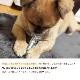 ���ѥǥ󥿥뤪����㡡�ǥ󥿥륽�եȥܡ���