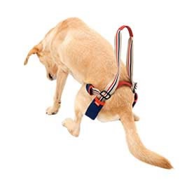 ϡͥ LaLaWalkӣԣţС淿緿ѡ­ݡ