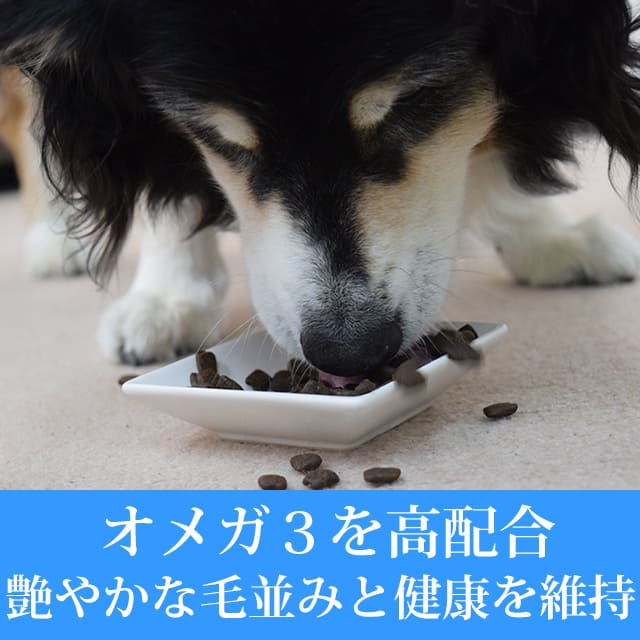 ڽ̵AATUʥȥ˥ѥԡ   ɥåա 1.5kg 