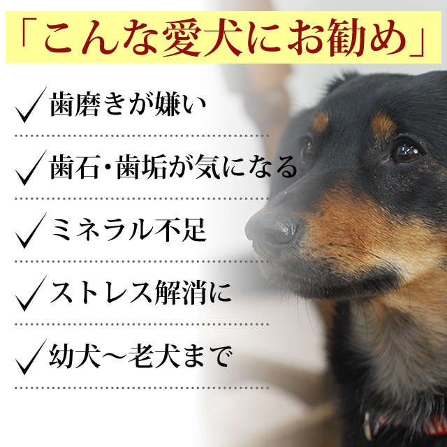 �ڥ����ॻ����10��OFF�۸��� �����å������� ���Ф�� �ǥ󥿥륱���ˤ��a0034�ۡ�2025ts_g12��
