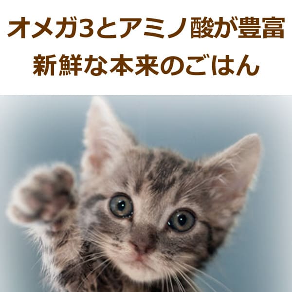 ǭ�� ������ǭ�ѥӥå��ɥå� ���������ڥ���������1.38kg(115g12����) ��ʪ����륮������θ���ƥ�����������