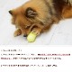 ���Ѥ�����㡡FAD+ �ȥ꡼�ĥ��ץ���ȥ�