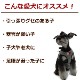 ���ѥϡ��ͥ����淿����ASHU���˥åȥ������ϡ��ͥ���L�������ڥ꡼�ɤ�������