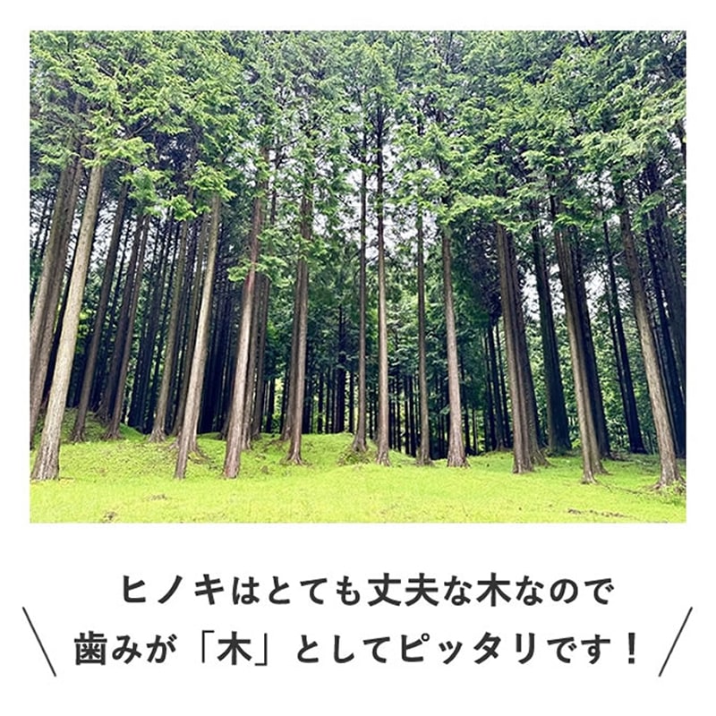 ���Ѥ������ �������ŷ���ڥǥ󥿥�ҤΤ��������硼�� �� / M / L��1�ܡ�