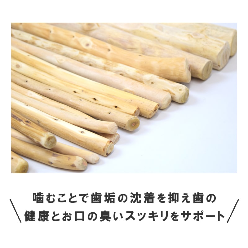 ���Ѥ������ �������ŷ���ڥǥ󥿥�ҤΤ��������硼�� �� / M / L��1�ܡ�