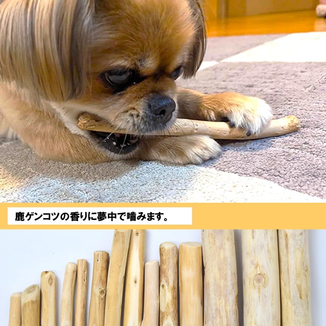 ���Ѥ������ �������ŷ���ڥǥ󥿥�ҤΤ��������硼�� �� / M / L��1�ܡ�