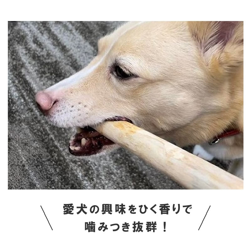 ���Ѥ������ �������ŷ���ڥǥ󥿥�ҤΤ��������硼�� �� / M / L��1�ܡ�