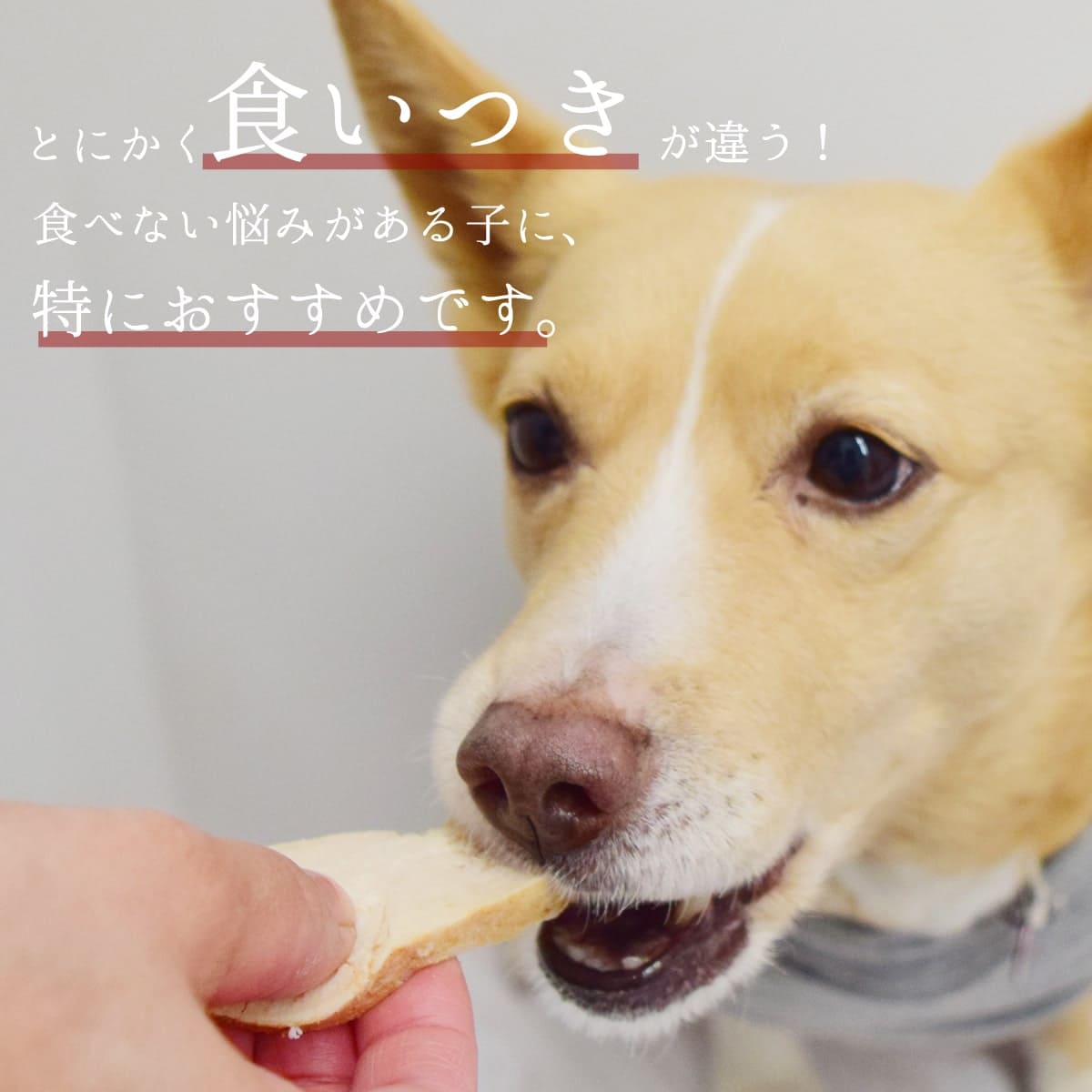 ǭ̵ź 绳ɤξܥơ 5ޥåȡڥϥɥ࿩ƲۡۡڤȤäƤ꡼