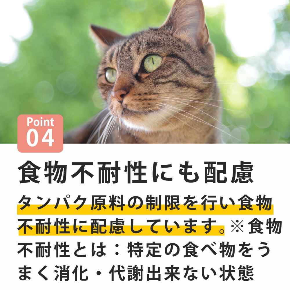 FORZA10｜デイリープロ アダルトフィッシュ キャット 400g / 1.5kg