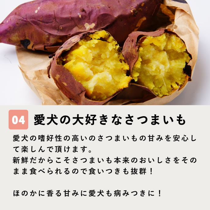 ��12�����۸���̵ź�ä���� �������ץƥ����֥� ��¡���� 5��+1�ޥ��åȡڥϥ���ɥ��࿩Ʋ�ۡ������