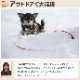 ���ѥϡ��ե��硼�����꡼�ɡ�ASHU ��֥꡼�쥤��ϡ��ե��硼�����꡼�ɥ��åȡ������淿����