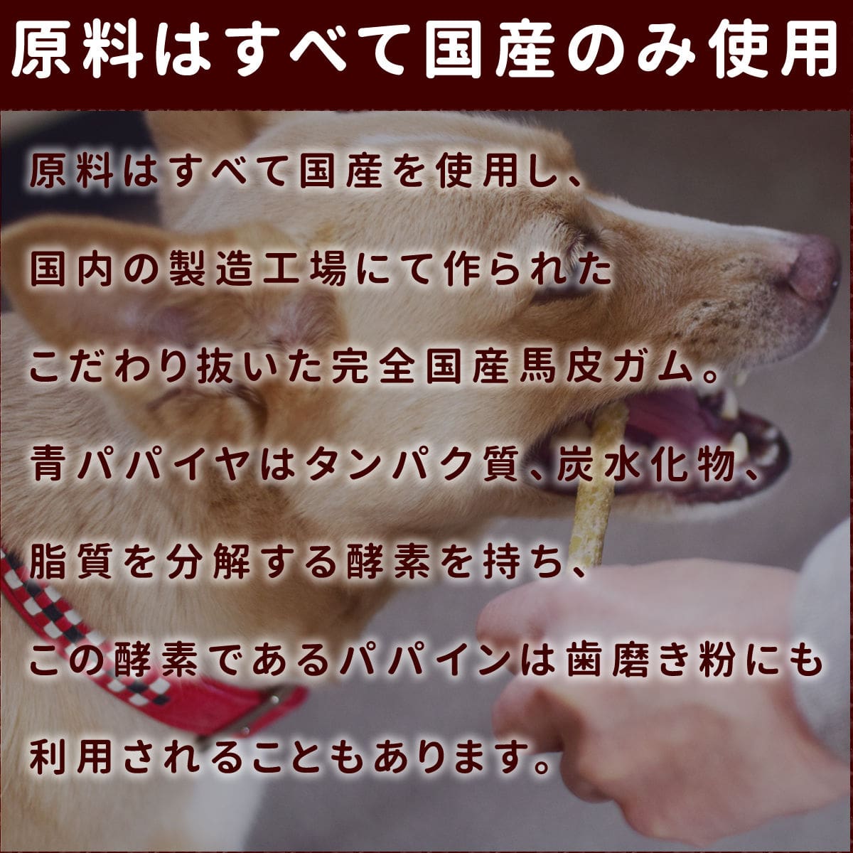 �����ѥ��� ���饵�������ǥ󥿥륬��